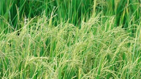 Rice-swaying-by-the-wind-in-a-rice-paddy