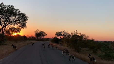 Golden-sunrise-sun-ball-with-family-pack-of-African-Wild-Dogs-on-road