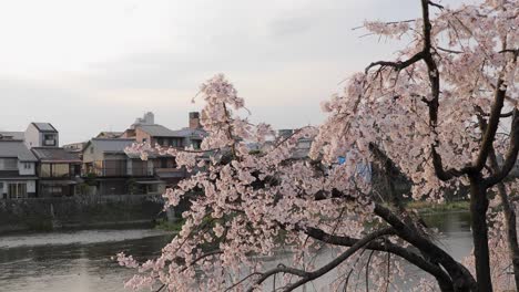 La-Mejor-Flor-De-Cerezo-En-Kyoto
