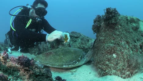 A-marine-scientist-using-underwater-equipment-collects-samples-from-a-resting-sea-turtle-for-a-scientific-research-program-while-scuba-diving