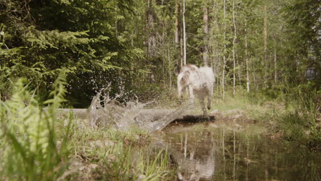 Husky-collie-mixed-breed-dog-running-away-and-jumping-over-a-creek,-slow-motion