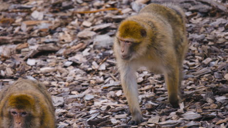 Los-Macacos-De-Berbería-Caminan-Sobre-El-Suelo-Cubierto-Con-Piezas-De-Madera,-Cierran-Slomo
