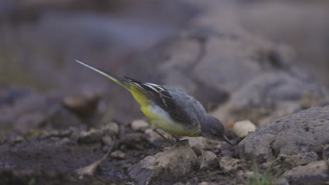 Grauer-Bachstelzenvogel,-Der-An-Einem-Frühen-Morgen-Nach-Insekten-Um-Wasser-Sucht
