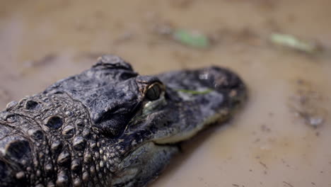 Alligator-in-dirty-pond-stalking-prey