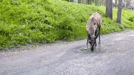 Close-view-of-reindeer-drinking-from-puddle-on-gravel-road-in-nature