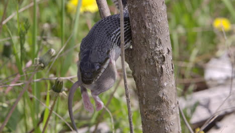 Black-rat-snake-in-a-tree-eating-a-mouse