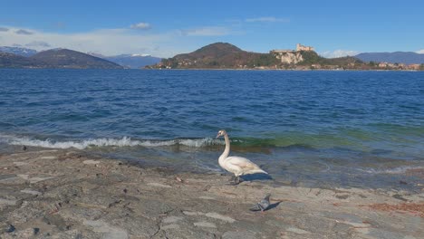 Wild-white-swan-walks-along-the-lake-shore-of-Maggiore-lake-in-north-Italy
