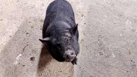 Stinky-hungry-blind-black-boar-pleading-for-food
