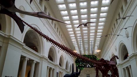 Exhibición-De-Huesos-De-Dinosaurios-En-El-Museo-De-Historia-Natural-Del-Campo-De-Chicago