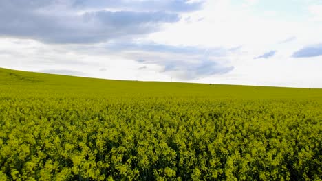 Yellow-Rapeseed-Field-And-Picturesque-Sky-With-Clouds---aerial-drone-shot