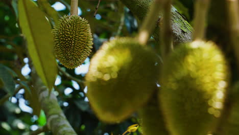 Fruta-Durian-Colgando-Del-árbol,-Enfoque-Superficial-En-Primer-Plano