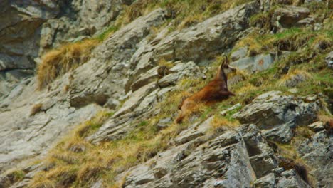 A-chamois-is-climbing-up-a-rocky-hillside-in-slow-motion