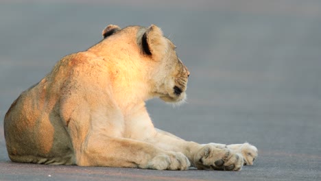 Lioness-rests-on-paved-African-road,-golden-sunlight-angle-from-side