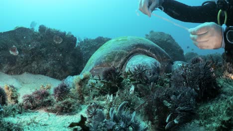 A-marine-researcher-measures-the-shell-of-a-resting-Green-Sea-Turtle-while-scuba-diving-for-a-citizen-science-program