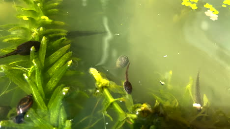 British-Tadpoles,-swimming-and-developing-into-frogs