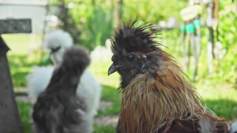 Cute-Silkie-hen-seen-posing-for-the-camera-in-this-close-up-footage