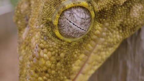 Gecko-De-Nueva-Caledonia-Globo-Ocular-Primer-Plano-Extremo