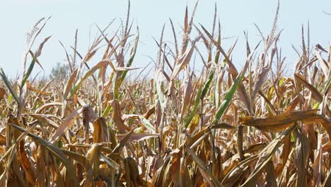 Dry-corn-stalks-blowing-in-a-summer-breeze