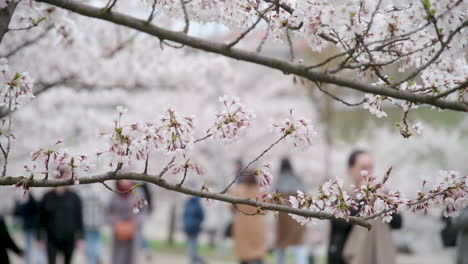 Rosa-Sakura-Blütenblätter,-Die-Im-Wind-Schwingen,-Mit-Verschwommenen-Menschen,-Die-Im-Sakura-Baumpark-Von-Vilnius-Herumlaufen