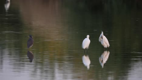 A-cormorant-and-egrets-sit-in-water-cleaning-their-feathers