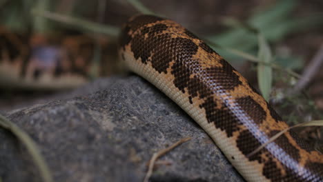 Close-up-of-breathing-snake