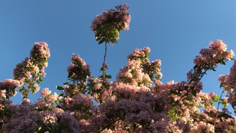 Low-angle-shot-of-tree-branches-with-a-lot-of-pink-blooms