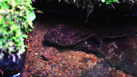 Japanese-Giant-Salamander-in-clear-mountain-stream,-Tottori-Japan