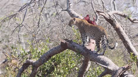 Magnificent-African-Leopard-surveys-forest-area-from-tall-tree-branch