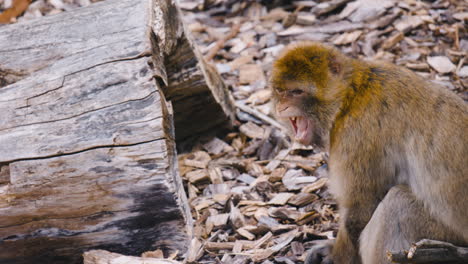 Threatening-Barbary-macaque-opens-mouth-and-shows-teeth,-close-view