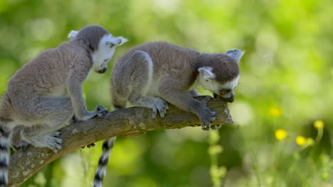 Baby-ring-tailed-lemurs-sitting-on-branch-of-tree-and-nibbles-on-end-of-limb,close-up