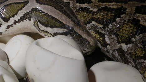 Python-Schlangenmutter,-Die-Sich-Um-Ihre-Eier-Kümmert