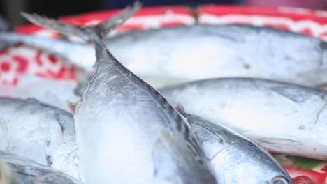 Closed-Up-Footage-of-Fresh-Mackerel-On-The-Tray