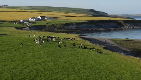 Abendliche-Luftaufnahmen-über-Grünen-Feldern-Und-Rinderfarmen-An-Der-Irischen-Küste