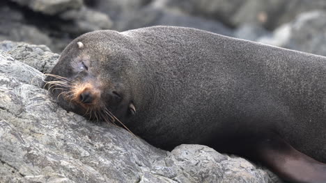 New-Zealand-fur-seal-close-up-sleeping-and-dreaming-on-rocks