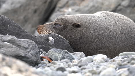 New-Zealand-fur-seal-close-up-sleeping-on-rocks