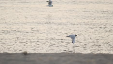 Black-headed-seagull-flying-over-the-sea-slow-motion