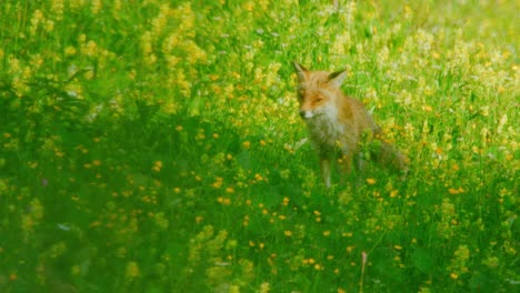 A-fox-is-sitting-down-in-a-field-and-stares-at-the-camera