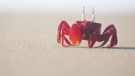Ghost-crab-shuffling-into-shot-on-beach,-closeup-shallow-depth-of-field