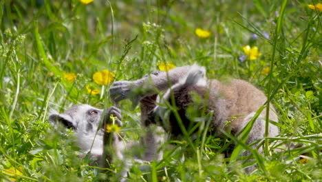 Close-up-of-sweet-lemur-babies-fighting-and-having-fun-in-green-grass-field-during-summertime