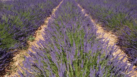 Lavender-field-agriculture-cultivation-in-Valensole,-Provence,-France