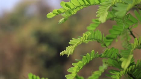 Close-up-a-green-fern-in-forest,-swaying-in-the-wind
