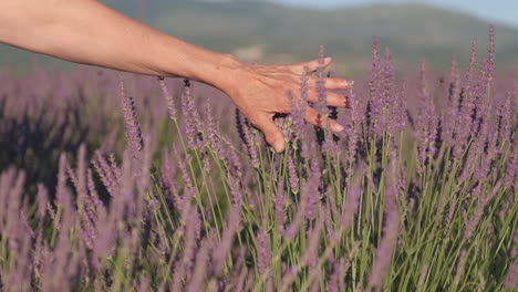 Weibliche-Frauenhände,-Die-Lavendel-In-Der-Provence-Von-Valensole-Im-Sommer-Berühren