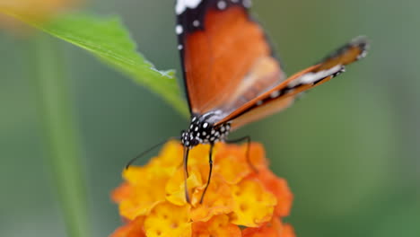 Filmische-Makroaufnahme-Eines-Wilden-Monarchfalters-Auf-Einem-Orangefarbenen-Blütenblatt-Während-Des-Sonnenlichts