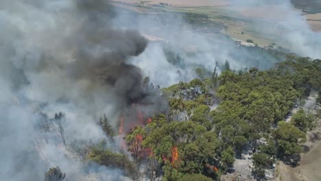 Aerial---Fire-raging-through-blue-gum-stand-in-high-winds