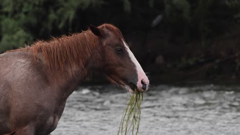 The-horse-rears-its-head-up-while-eating-in-a-river-in-the-Sonoran-desert