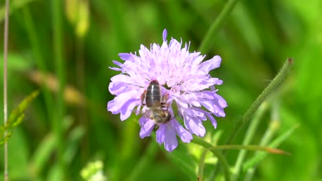Makroaufnahme-Einer-Schwarzen-Biene,-Die-Pollen-Auf-Lila-Blüten-Sammelt