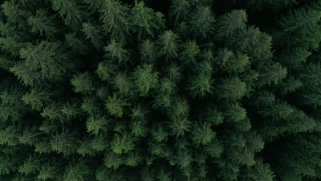 Drone-View-Of-Coniferous-Tree-Tops-In-The-Forest-In-Frumoasa,-Harghita-County,-Romania