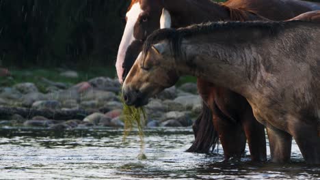 Two-horses-fight-over-food-and-splash-in-slow-motion