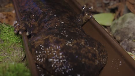 Japanese-Giant-Salamander-Close-up-of-Face,-Tottori-Japan