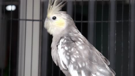 Weißgrauer-Papagei-In-Einem-Käfig